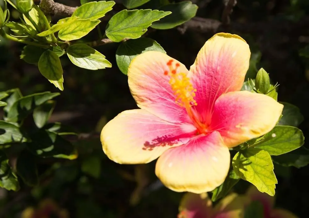 Lae Nani 333, Oceanview, Renovated And Gated Condo Kapa'a United States
